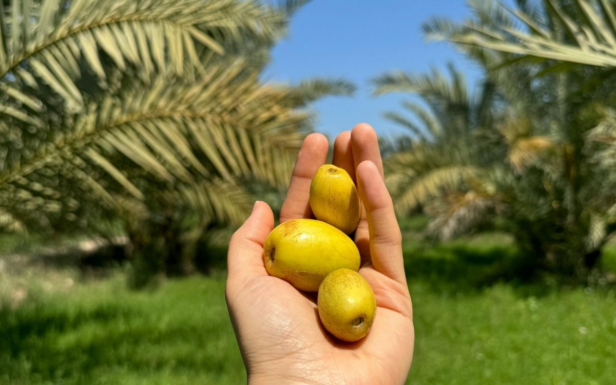 Aseel dates freshly picked at a Pakistani date farm